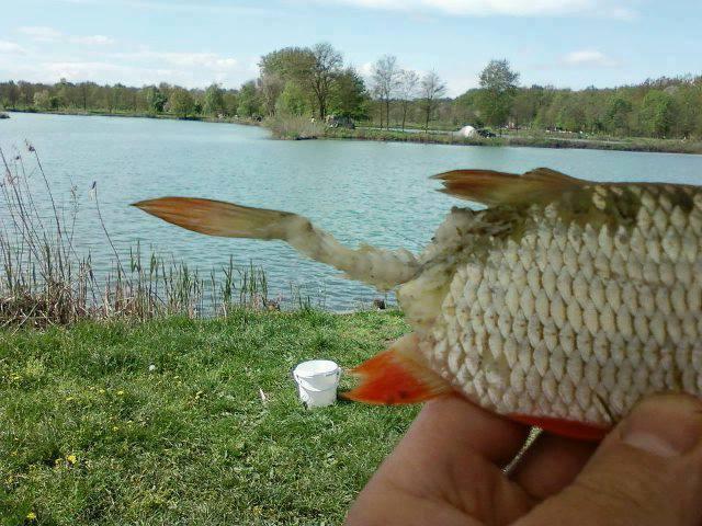 Atentie,imagini socante +18 - 9715454635034837330271131137954n.jpg